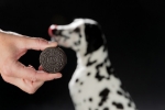 تصویر  تشویقی بیسکوییتی Trixie مخصوص سگ - 100 گرم