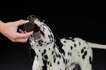 تصویر  تشویقی بیسکوییتی Trixie مخصوص سگ - 100 گرم