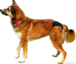 تصویر شرتکس مخصوص سگ Trixie - سایز L