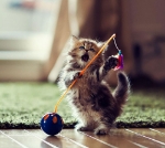 تصویر اسباب بازی مخصوص گربه میله به همراه توپ 