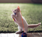 تصویر اسباب بازی مخصوص گربه میله به همراه توپ 