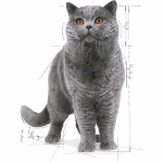 تصویر  پوچ Royal Canin مدل British Shorthair مخصوص گربه های بالغ با نژاد بریتیش - 85 گرم 