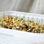 بذر علف GimCat مخصوص گربه مدل Soft Grass حاوی ویتامین - بسته 100 گرم