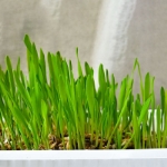 بذر علف GimCat مخصوص گربه مدل Soft Grass حاوی ویتامین - بسته 100 گرم