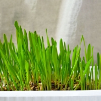 بذر علف GimCat مخصوص گربه مدل Soft Grass حاوی ویتامین - بسته 100 گرم