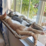 جای خواب پنجره ای Rozpet مدل Window Bed مخصوص سگ و گربه - آبی/بنفش/کرم