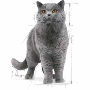 تصویر محصول پوچ Royal Canin مدل British Shorthair مخصوص گربه های بالغ با نژاد بریتیش - 85 گرم